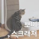손톱하는고양이 | 뽀떼, 고양이 손톱관리가 걱정이라면 T7+스크래쳐