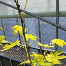 달콤한향기 이미지