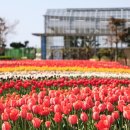튤립공원 이미지