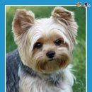 털찐강아지 이미지