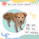 경기 켄넬 Daum카페