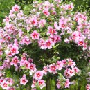 무궁화비료 이미지