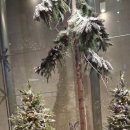 2025년 11월 8일 현대백화점 천호점/베즐리 현대백화점 천호점 이미지