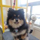 레오그루밍 이미지