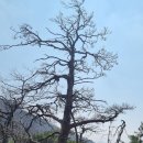 아리랑산(1342m), 노추산(1322m) / 강원 정선,강릉 이미지