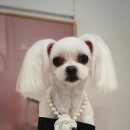 그루밍 펫 뷰티샵 이미지