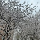 부천시소년소녀합창단 앞(소사동 6-28) | 2025 진해 군항제 축제 숙소 개막식 맛집 총정리