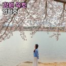 영랑호수윗길 | 속초벚꽃 실시간 영랑호 벚꽃축제 영랑호수윗길 자전거