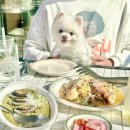 애견마을 | 파주 헤이리마을 애견동반 맛집 이그조틱(EXOTIC) 솔직후기