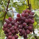 대장농원 이미지