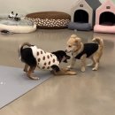 포포(For paw) 이미지