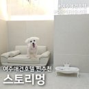 스토리멍 여수애견호텔/여수애견유치원 | 여수 애견유치원 및 애견 호텔은 &#39;스토리멍&#39;