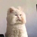 보계동물병원 | [공지] 분당서울대병원 상경계열 사무직 필기 후기