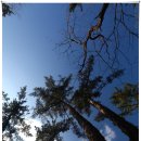 제주 즐기기 2탄 절물휴양림~절물오름~사려니숲길~비자림~팔영산자연휴양림(11월 16일) 이미지