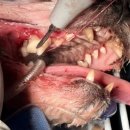 선부중앙동물의료센터 이미지