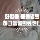 와우 동물병원 | 화명동 동물병원 추천 유목 마무리 허그동물의료센터에서 했다요!