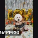 망고&체리 애견샵 네이버블로그