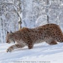 더 숲Ⅰ 이미지