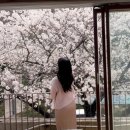 카페아루 | [일상] 대구 벚꽃 개화 상황 앞산카페아눅 / 달창저수지 3월 29일 다녀온 후기