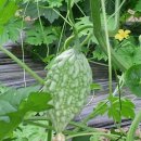 지혜농장 이미지