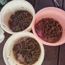 강원도 속초배낚시 맛집 동광호배낚시 후기