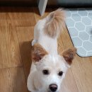 강아지 대공원 이미지