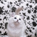 캣돌 캐터리 이미지