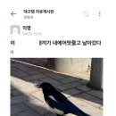 까치