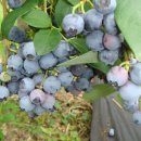 호랑이농장 이미지