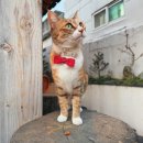 태종로 | [경주 황리단길 카페 추천] 고양이와 화과자가 있는 한옥 카페 선화 | 내돈내산 후기