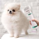 미미 펫 그루밍 이미지