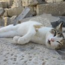 황금산 고양이 이미지