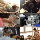 동물농장 이미지