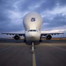 벨루가(Beluga) 이미지