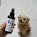 포인원 | 강아지미스트<강아지스토리 포인원 모이스처 미스트>사용해본 후기