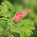 송도 언니네 이미지