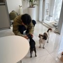 살롱드멍뭉 이미지