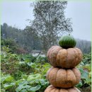 호박이넝쿨째 이미지