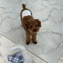 꼬숩당개 이미지