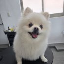 도그도담 이미지