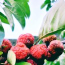 도깨비민박 이미지