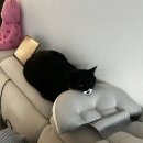 퓨리나동물병원 | 다묘가정 고양이 퓨리나 하이드라케어 7일 급여 후기｜음수량·감자 크기 실제 변화 기록