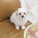 유지네 애견미용샵 이미지