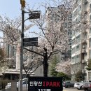 무악동주민센터 | 인왕산 벚꽃현황 주차 등산코스 맛집 카페