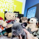 아이러브독 애견미용실 이미지