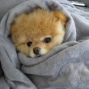 365 마음동물병원 이미지