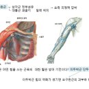 오구완근의 견관절 전면통 이해 이미지