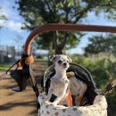 홈즈펫타운 이미지