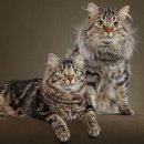 (주)루시펫코리아 이미지