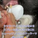 애견의 집 이미지